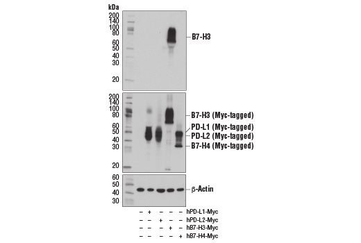 Western Blotting Image 2: B7-H3 (D9M2L) Rabbit Monoclonal Antibody (BSA and Azide Free)