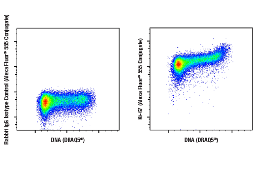 Flow Cytometry Image 1: Ki-67 (D3B5) Rabbit Monoclonal Antibody (Alexa Fluor<sup>®</sup> 555 Conjugate)