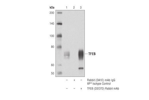 Immunoprecipitation Image 1: TFEB (D2O7D) Rabbit Monoclonal Antibody