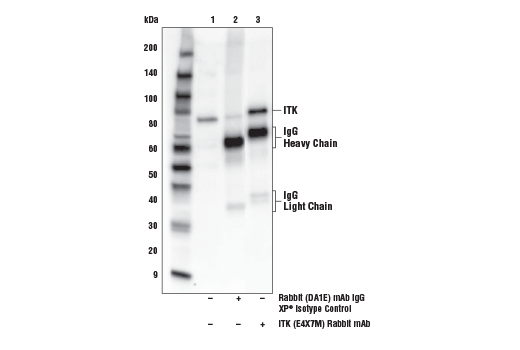 Immunoprecipitation Image 1: ITK (E4X7M) Rabbit Monoclonal Antibody