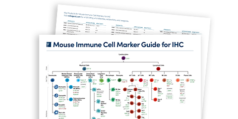 Mouse Immune Cell Marker Guide