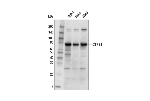 Western Blotting Image 2: CTPS1 (E7M3Q) Rabbit Monoclonal Antibody
