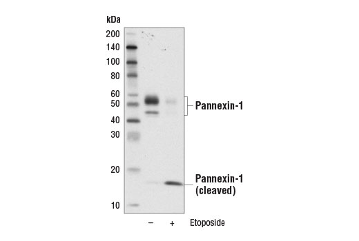 Western Blotting Image 3: Pannexin-1 (D9M1C) Rabbit Monoclonal Antibody
