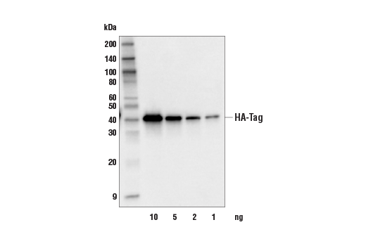 Western Blotting Image 2: HA-Tag (E3F8G) Mouse Monoclonal Antibody