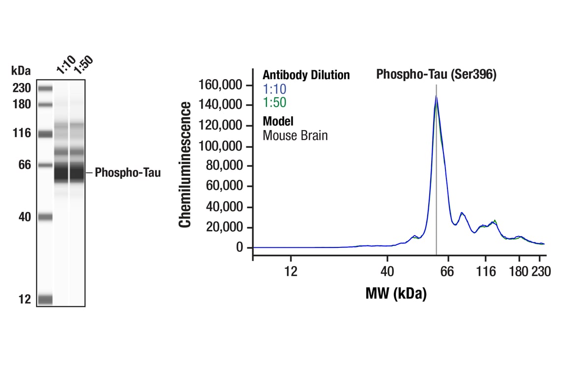 Western Blotting Image 1: Phospho-Tau (Ser396) (F3S9T) Rabbit Monoclonal Antibody