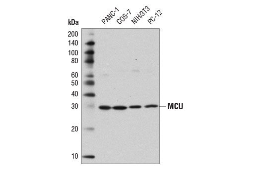 Western Blotting Image 1: MCU (D2Z3B) Rabbit mAb (BSA and Azide Free)