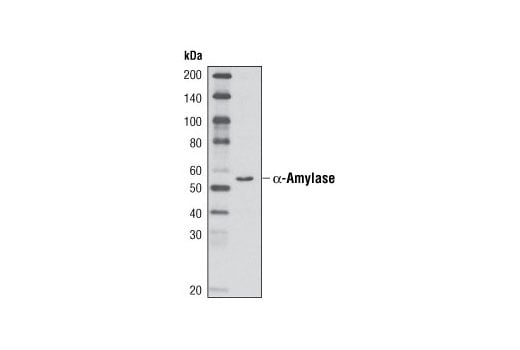 Western Blotting Image 1: α-Amylase (D55H10) XP<sup>®</sup> Rabbit mAb