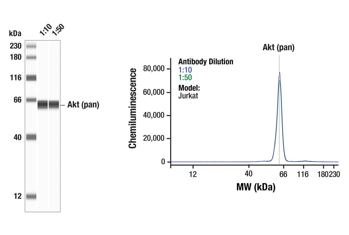 Western Blotting Image 1: Akt (pan) (E7J2C) Mouse Monoclonal Antibody