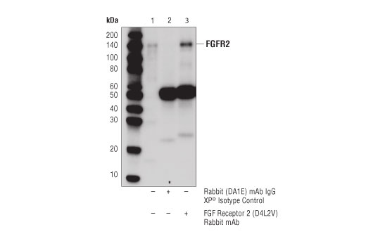 Immunoprecipitation Image 1: FGF Receptor 2 (D4L2V) Rabbit Monoclonal Antibody