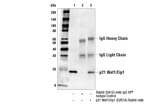 Immunoprecipitation Image 1: p21 Waf1/Cip1 (E2R7A) Rabbit Monoclonal Antibody