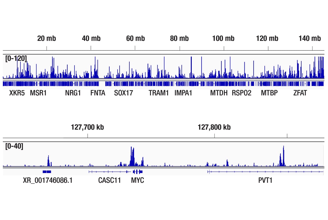 CUT & Tag Image 2: CTCF (D1A7) Rabbit Monoclonal Antibody