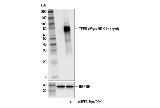 Western Blotting Image 3: TFEB (E5P9M) Rabbit Monoclonal Antibody