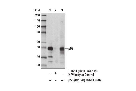 Immunoprecipitation Image 1: p53 (D2H9O) Rabbit Monoclonal Antibody