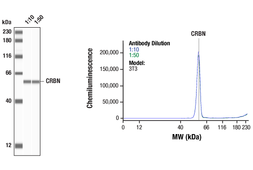 undefined Image 31: CRL4/CRBN Targeted Protein Degradation Complex Antibody Sampler Kit