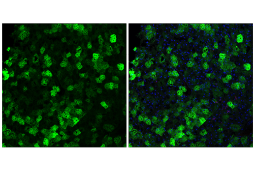 Immunofluorescence Image 3: SCD1 (C12H5) Rabbit Monoclonal Antibody
