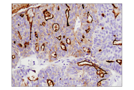 Immunohistochemistry Image 1: CD133 (D2V8Q) Rabbit Monoclonal Antibody (BSA and Azide Free)