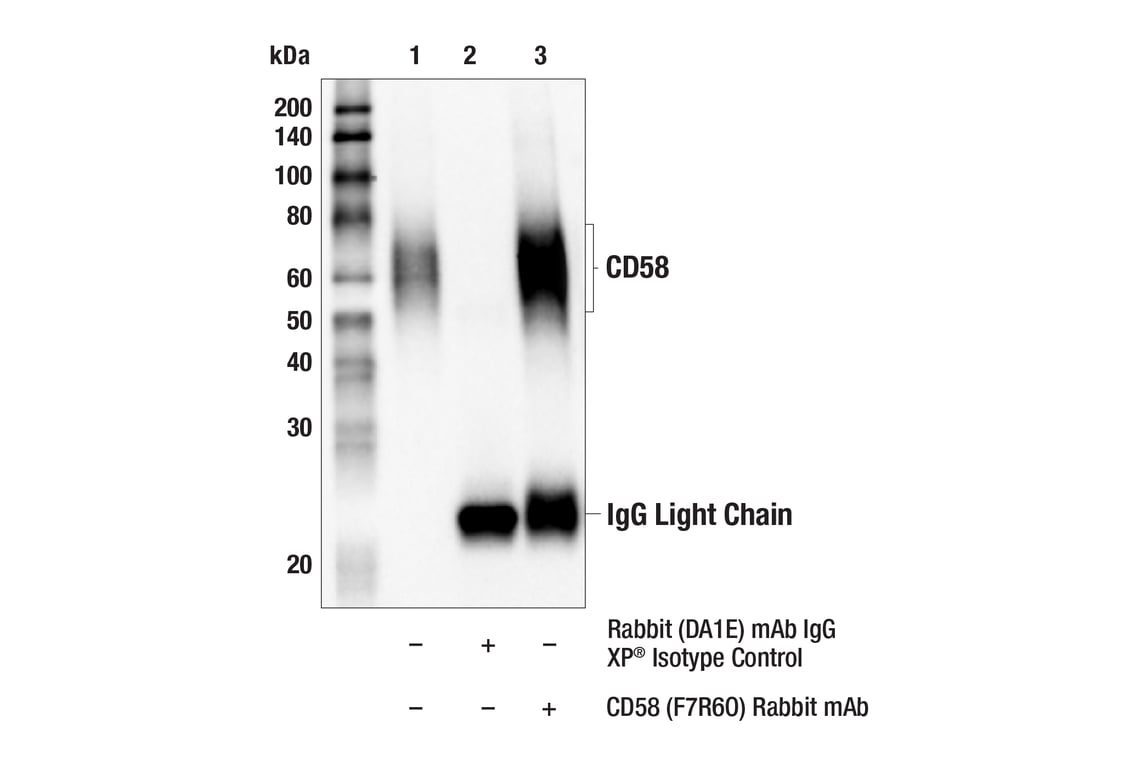 Immunoprecipitation Image 1: CD58 (F7R6O) Rabbit Monoclonal Antibody