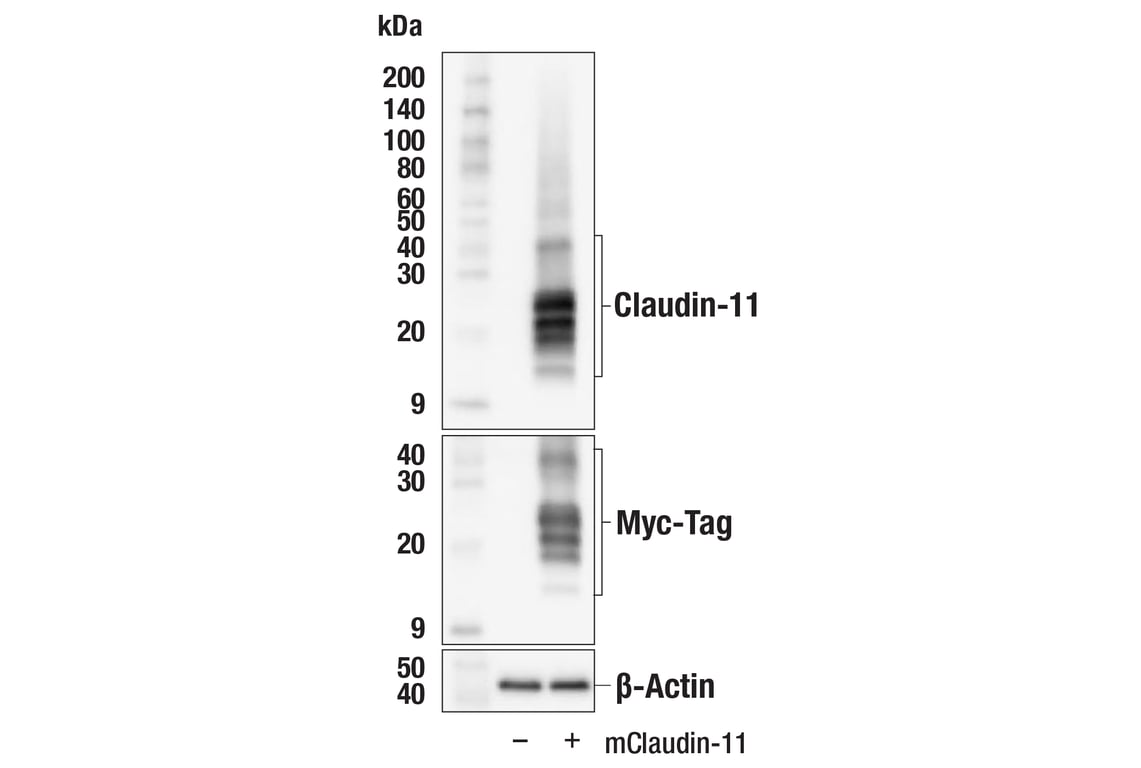 Western Blotting Image 2: Claudin-11 (F5C7W) Rabbit Monoclonal Antibody