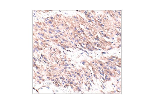 Immunohistochemistry Image 2: beta-Actin (13E5) Rabbit Monoclonal Antibody
