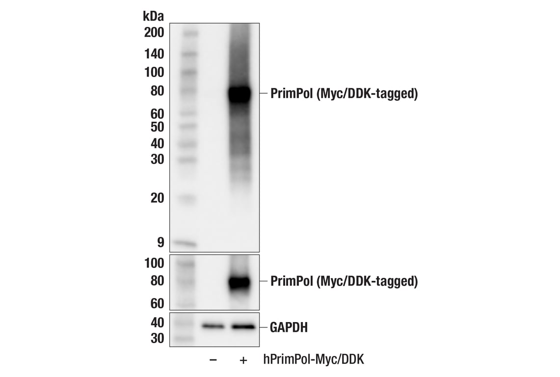 Western Blotting Image 2: PrimPol (F5E9I) Rabbit Monoclonal Antibody
