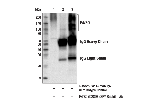 Immunoprecipitation Image 1: F4/80 (D2S9R) Rabbit Monoclonal Antibody