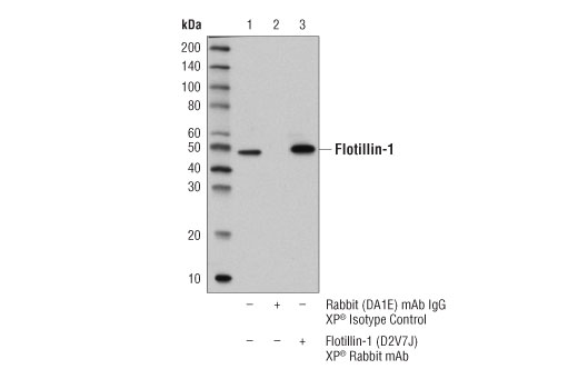 Immunoprecipitation Image 1: Flotillin-1 (D2V7J) XP<sup>®</sup> Rabbit mAb