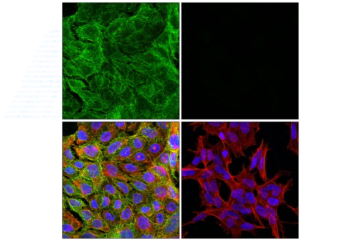 Immunofluorescence Image 1: PLSCR1 (E9B5G) Rabbit Monoclonal Antibody