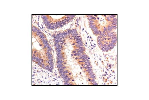 Immunohistochemistry Image 2: PABP1 Antibody