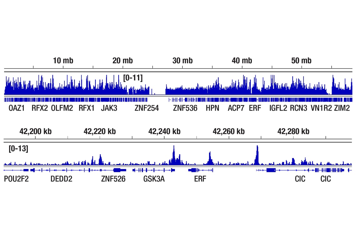 BCL6 (D4I2V) XP® Rabbit mAb | Cell Signaling Technology