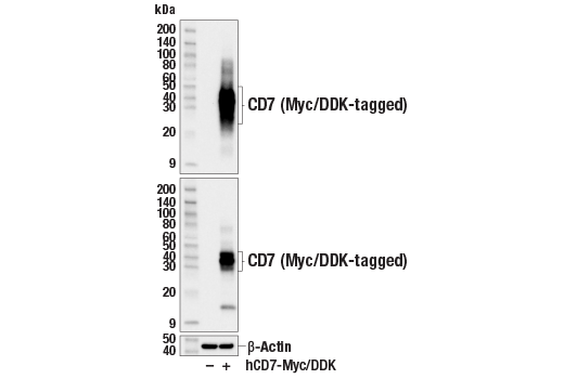 Western Blotting Image 3: CD7 (E4G1Q) Rabbit Monoclonal Antibody