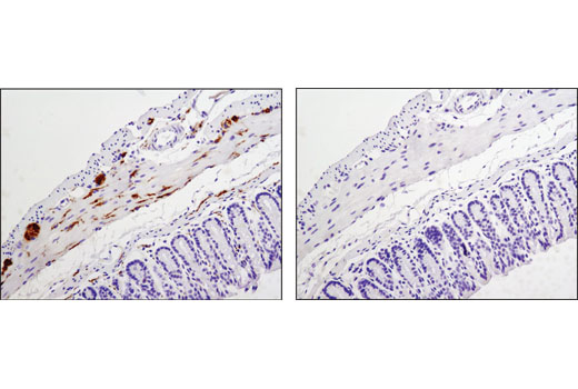 Immunohistochemistry Image 4: Phospho-Tau (Thr181) (D9F4G) Rabbit Monoclonal Antibody (BSA and Azide Free)