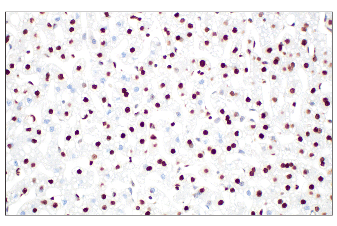 Immunohistochemistry Image 5: Histone H3 (D1H2) Rabbit Monoclonal Antibody (BSA and Azide Free)