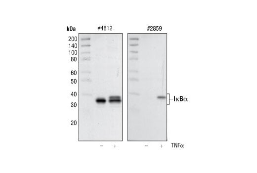 Western Blotting Image 2: NF-kappaB Control Cell Extracts