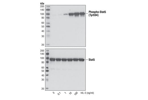 undefined Image 3: Human Interleukin-3 (hIL-3)