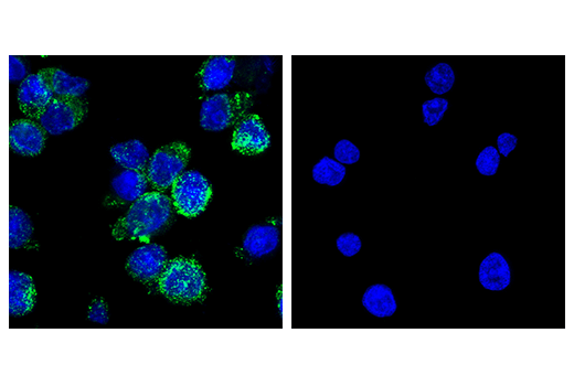 MRC1 Antibody (CD206) | Cell Signaling Technology
