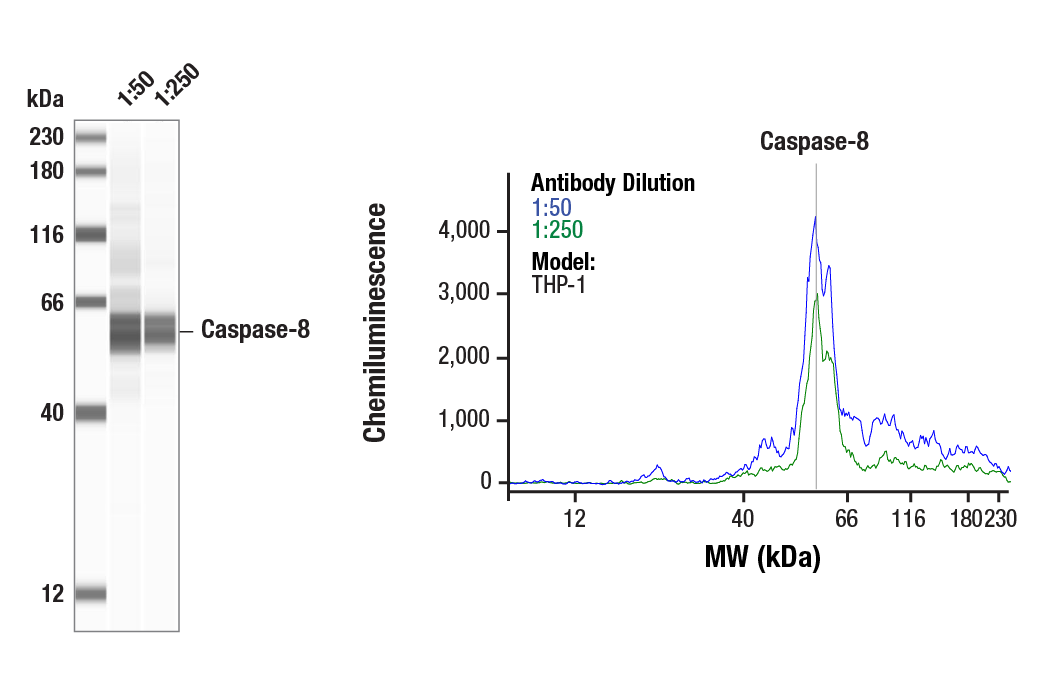 Western Blotting Image 1: Caspase-8 (D35G2) Rabbit Monoclonal Antibody