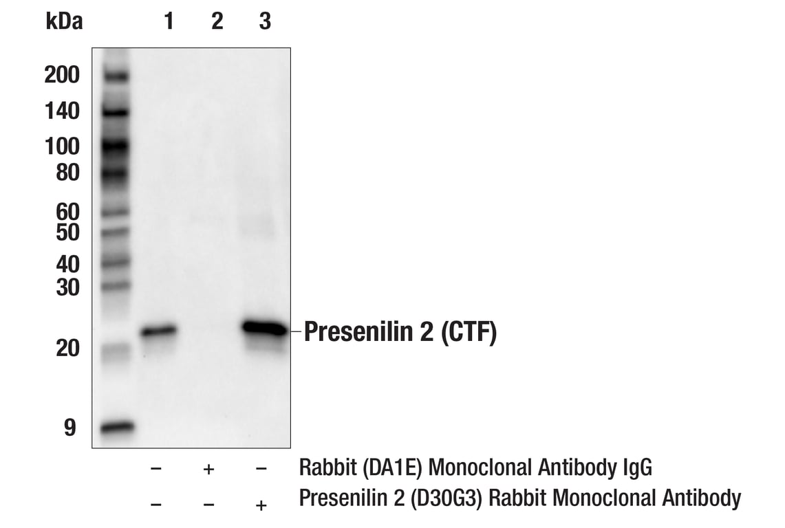 Immunoprecipitation Image 1: Presenilin 2 (D30G3) Rabbit Monoclonal Antibody