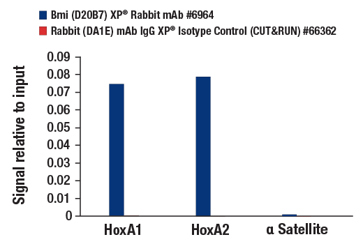 CUT & RUN Image 3: Bmi1 (D20B7) Rabbit Monoclonal Antibody