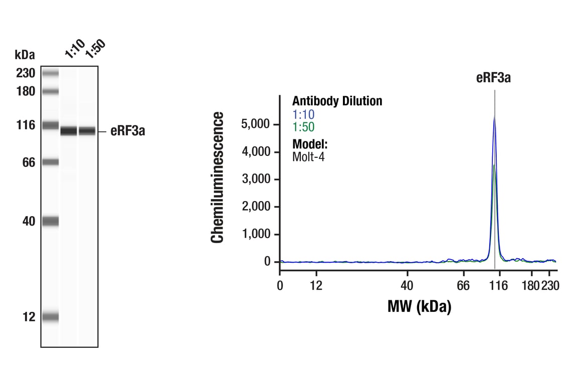 Western Blotting Image 1: eRF3a (F9H3X) Rabbit Monoclonal Antibody