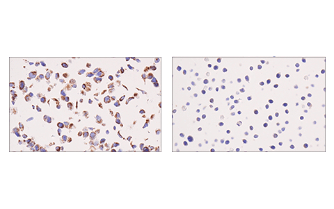 Immunohistochemistry Image 2: IDH2 (KrMab-3) Mouse Monoclonal Antibody