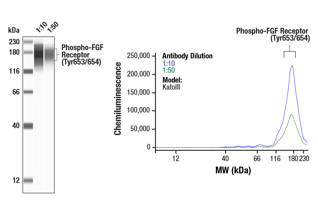 Western Blotting Image 1: Phospho-FGF Receptor (Tyr653/654) Antibody