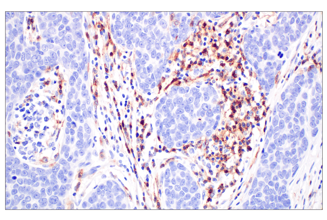 Immunohistochemistry Image 2: CD4 (MSVA-004R) Rabbit Monoclonal Antibody (BSA and Azide Free)
