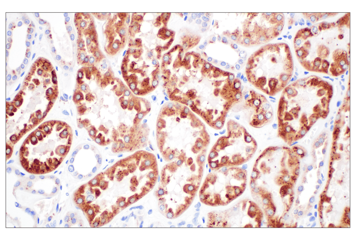 Immunohistochemistry Image 5: Cathepsin A (F8X9E) Rabbit Monoclonal Antibody