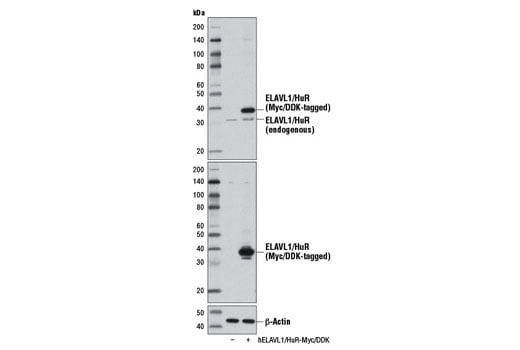Western Blotting Image 2: ELAVL1/HuR (D9W7E) Rabbit Monoclonal Antibody