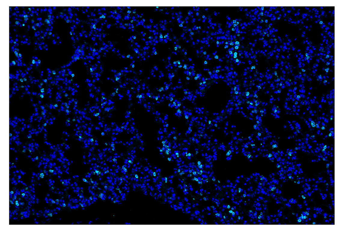 Immunohistochemistry Image 1: CD62L/L-Selectin (E7L2M) & CO-0183-647 SignalStar<sup>®</sup> Oligo-Antibody Pair