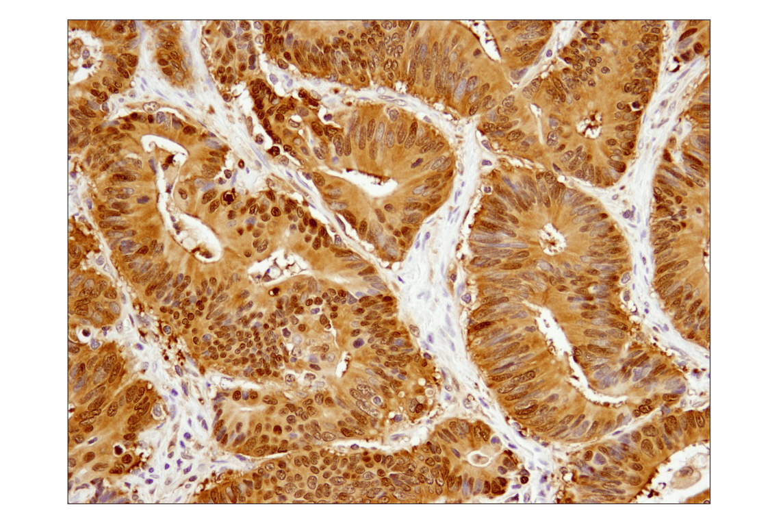 undefined Image 28: Stat Antibody Sampler Kit II