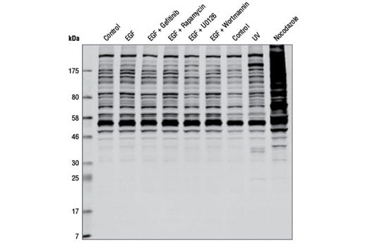 undefined Image 4: KinomeView<sup>®</sup> Profiling Kit