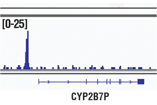 Chromatin Immunoprecipitation Image 1: NKX3.1 (D2Y1A) Rabbit Monoclonal Antibody