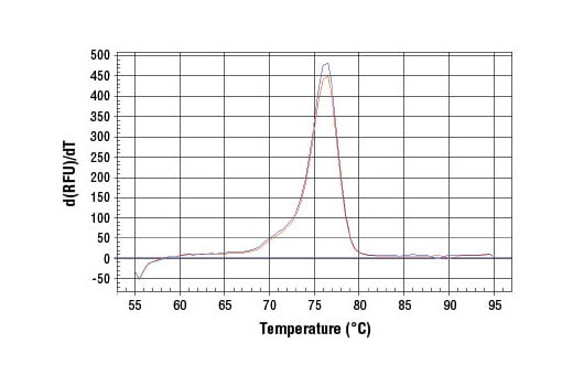 Chromatin Immunoprecipitation Image 1: SimpleChIP<sup>®</sup> Rat CCRN4L Promoter Primers