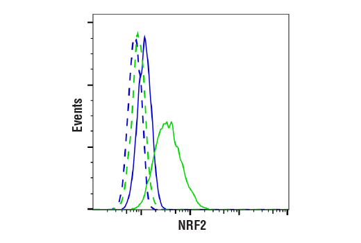 NRF2 (D1Z9C) XP® Rabbit mAb (BSA and Azide Free) (#84599